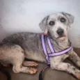 Mel