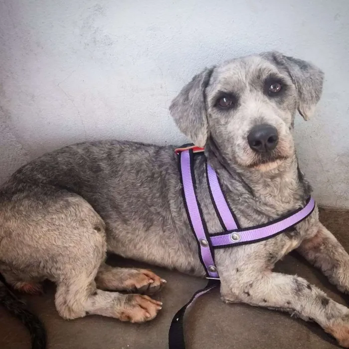 Cachorro ra a Srd idade 2 anos nome Mel