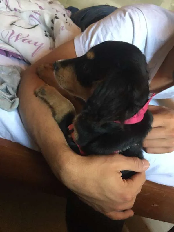 Cachorro ra a vira lata idade 2 a 6 meses nome brigite