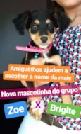 brigite