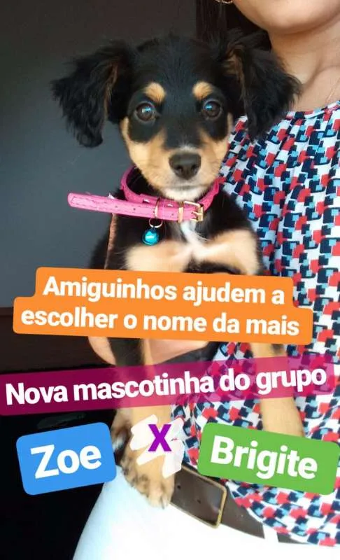 Cachorro ra a vira lata idade 2 a 6 meses nome brigite