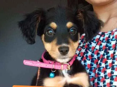 Cachorro ra a vira lata idade 2 a 6 meses nome brigite
