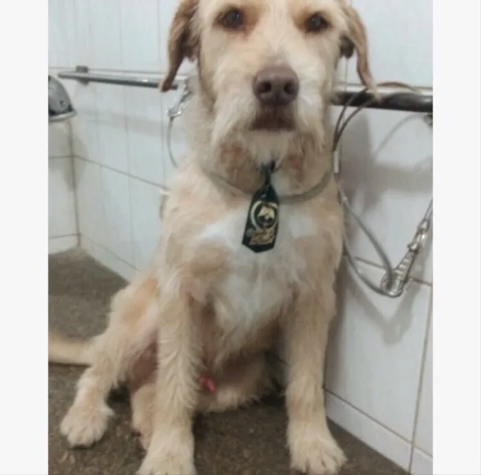 Cachorro ra a Sem raça definida idade 1 ano nome Tonny