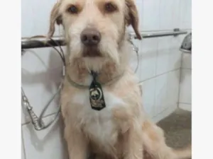 Cachorro raça Sem raça definida idade 1 ano nome Tonny