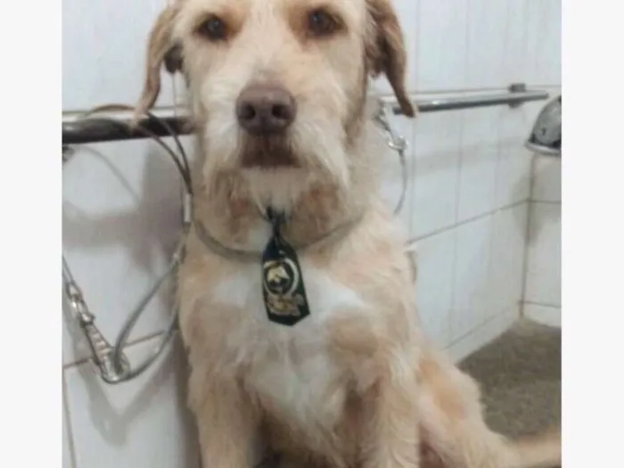 Cachorro ra a Sem raça definida idade 1 ano nome Tonny