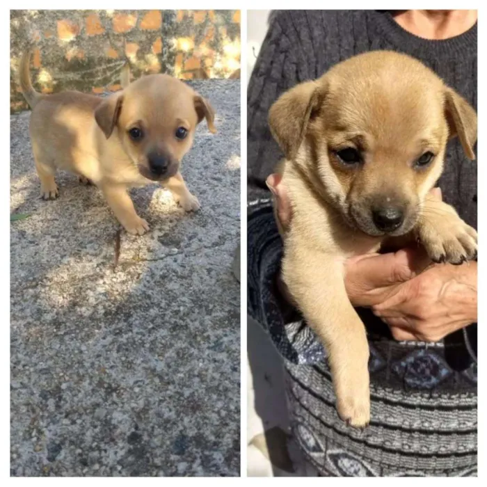Cachorro ra a Sem raça idade Abaixo de 2 meses nome Manhoso