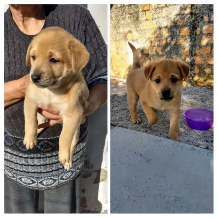 Cachorro ra a Sem raça idade Abaixo de 2 meses nome Bravinho