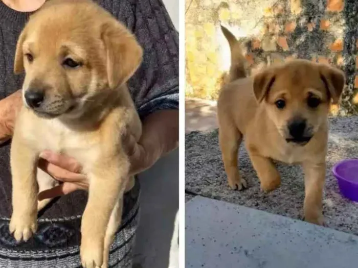 Cachorro ra a Sem raça idade Abaixo de 2 meses nome Bravinho