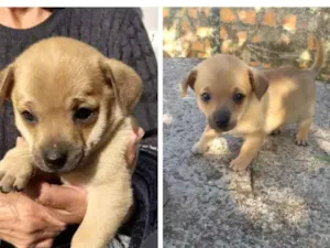 Cachorro raça Sem raça idade Abaixo de 2 meses nome Manhoso