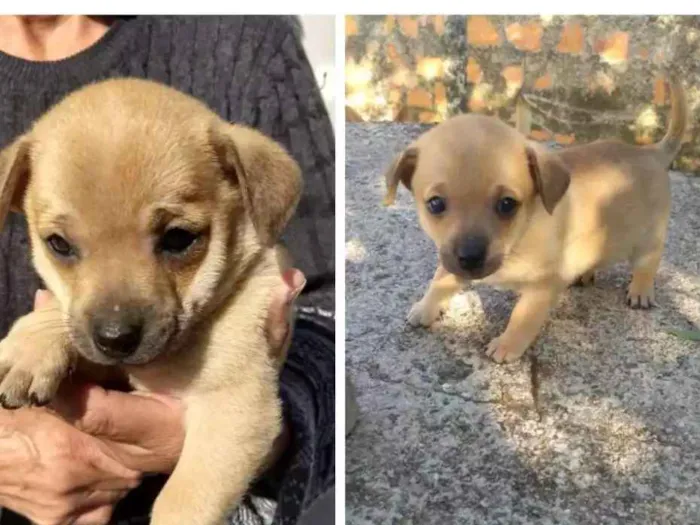 Cachorro ra a Sem raça idade Abaixo de 2 meses nome Manhoso