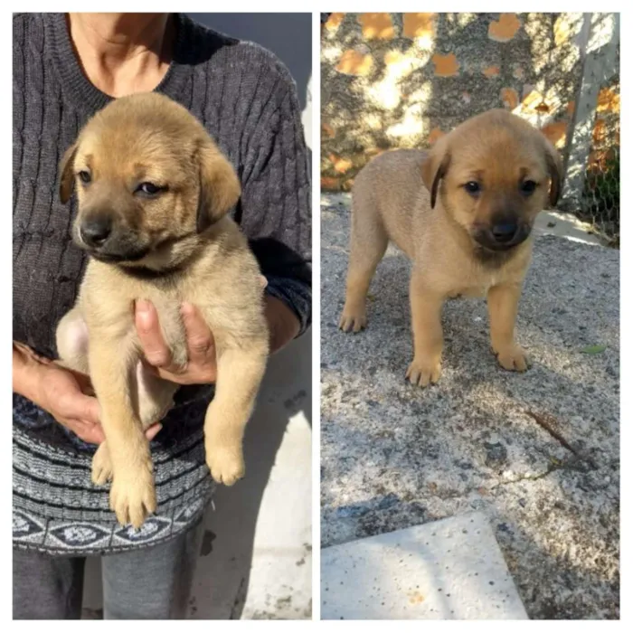Cachorro ra a Sem raça idade Abaixo de 2 meses nome Grandão