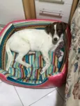 Belinha