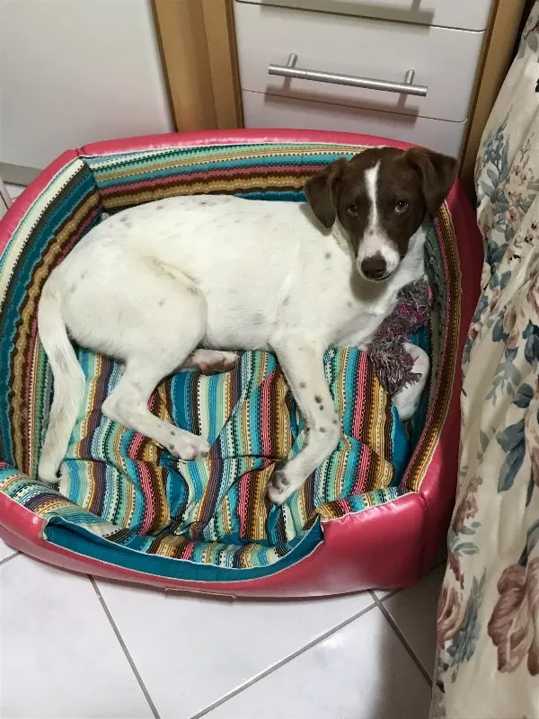 Cachorro ra a Nao definida idade 7 a 11 meses nome Belinha