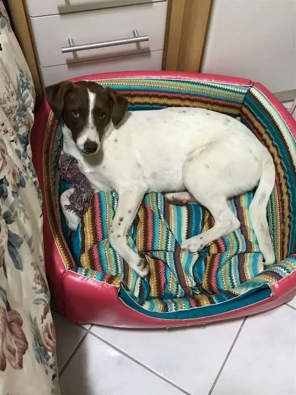 Cachorro ra a Nao definida idade 7 a 11 meses nome Belinha