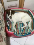 Belinha