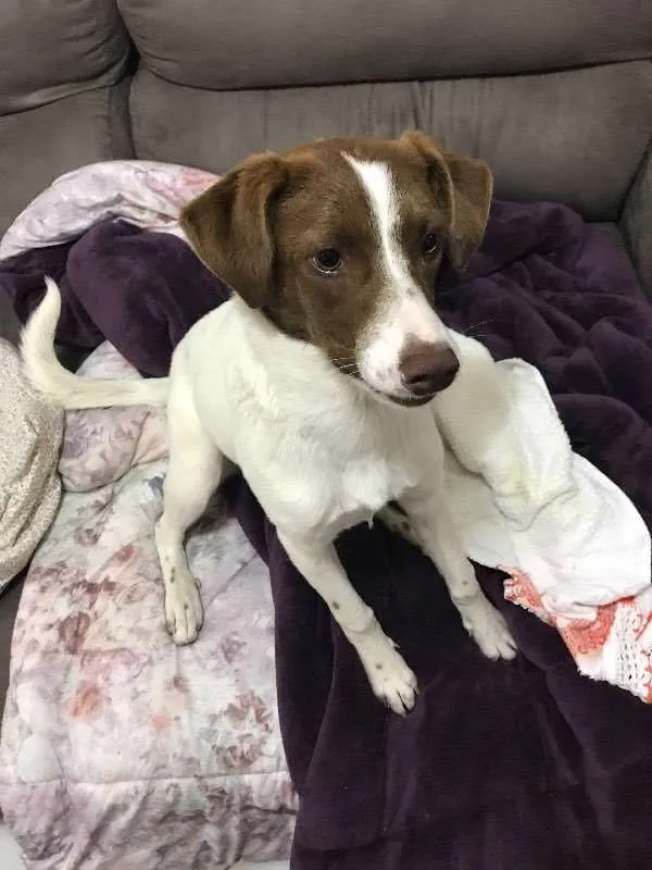 Cachorro ra a Nao definida idade 7 a 11 meses nome Belinha