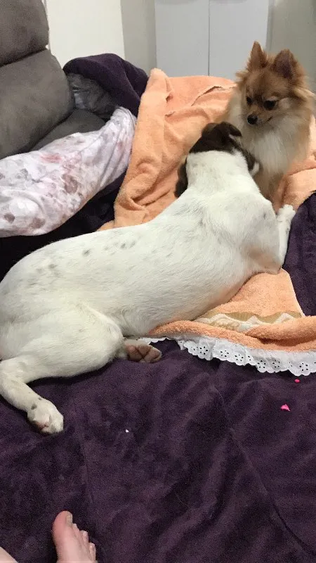 Cachorro ra a Nao definida idade 7 a 11 meses nome Belinha