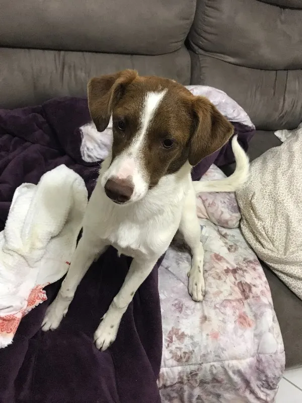 Cachorro ra a Nao definida idade 7 a 11 meses nome Belinha