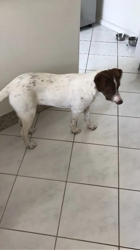 Cachorro ra a Nao definida idade 7 a 11 meses nome Belinha