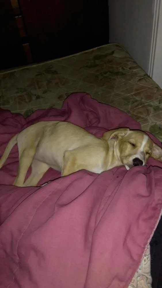 Cachorro ra a Raça indefinida idade 2 a 6 meses nome Kiara