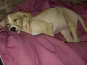 Cachorro raça Raça indefinida idade 2 a 6 meses nome Kiara