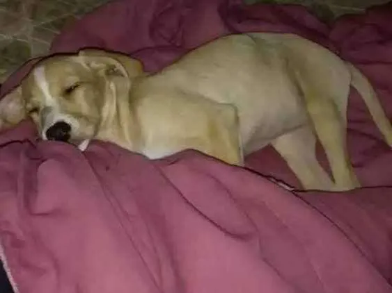 Cachorro ra a Raça indefinida idade 2 a 6 meses nome Kiara
