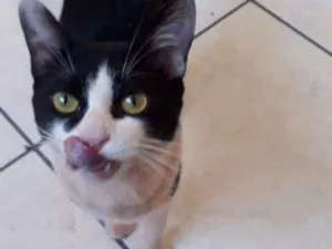 Gato raça Vira lata idade 1 ano nome Sem nome 