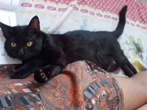 Gato raça Vira Lata idade 2 a 6 meses nome Calunga