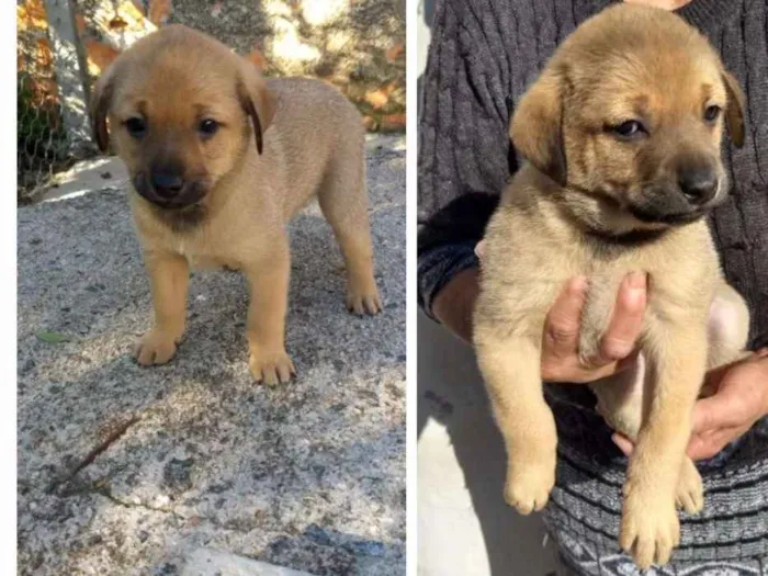 Cachorro ra a Sem raça idade Abaixo de 2 meses nome Grandão