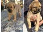 Cachorro raça Sem raça idade Abaixo de 2 meses nome Grandão