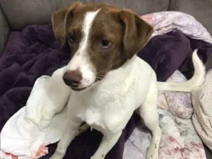 Cachorro raça Nao definida idade 7 a 11 meses nome Belinha