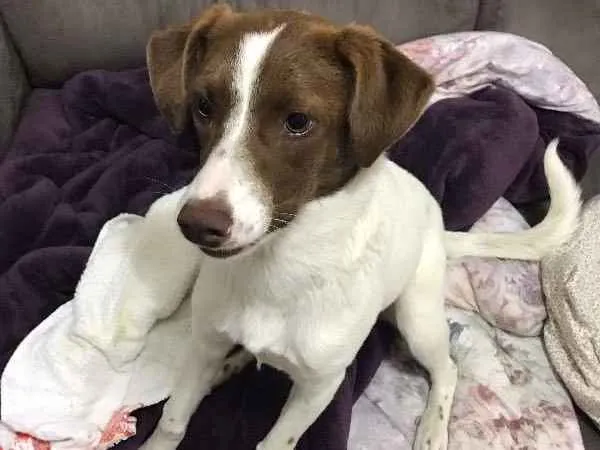 Cachorro ra a Nao definida idade 7 a 11 meses nome Belinha