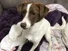 Cachorro raça Nao definida idade 7 a 11 meses nome Belinha