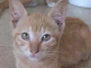 Gato raça Brasileira idade 2 a 6 meses nome Florzinha