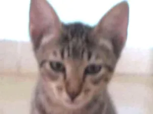 Gato raça Brasileira idade 2 a 6 meses nome Tigrezinho