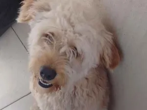 Cachorro raça Podleo com yorkshire idade 1 ano nome Pam