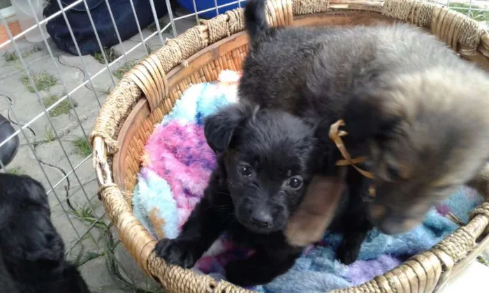 Cachorro ra a SRD idade Abaixo de 2 meses nome Doug, Sessi e Pony