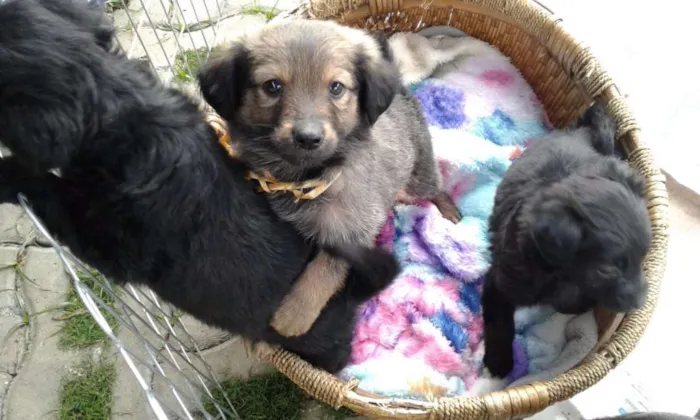 Cachorro ra a SRD idade Abaixo de 2 meses nome Doug, Sessi e Pony