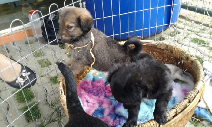 Cachorro ra a SRD idade Abaixo de 2 meses nome Doug, Sessi e Pony