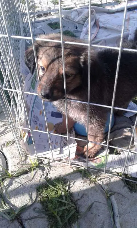 Cachorro ra a SRD idade Abaixo de 2 meses nome Doug, Sessi e Pony