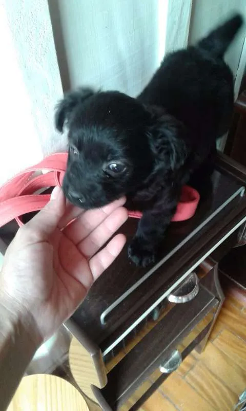 Cachorro ra a SRD idade Abaixo de 2 meses nome Doug, Sessi e Pony