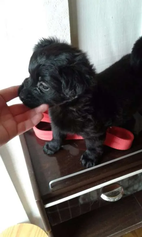 Cachorro ra a SRD idade Abaixo de 2 meses nome Doug, Sessi e Pony