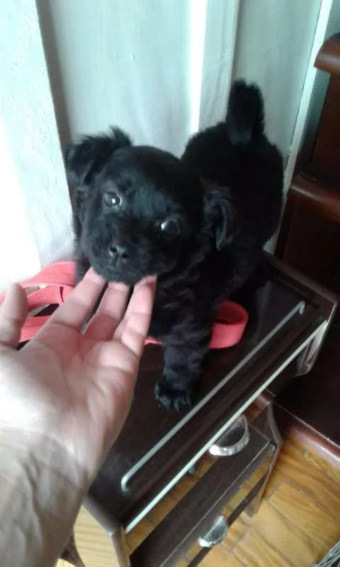 Cachorro ra a SRD idade Abaixo de 2 meses nome Doug, Sessi e Pony