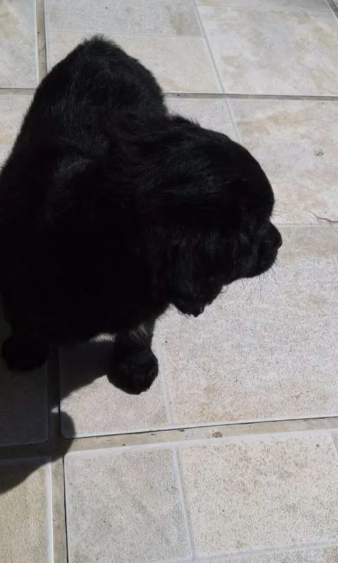 Cachorro ra a SRD idade Abaixo de 2 meses nome Doug, Sessi e Pony