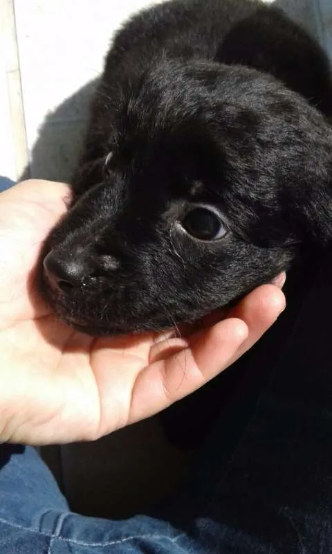 Cachorro ra a SRD idade Abaixo de 2 meses nome Doug, Sessi e Pony