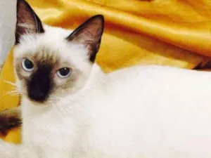 Gato raça Siamês idade 7 a 11 meses nome Willy
