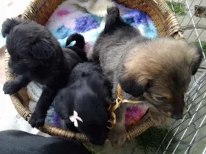 Cachorro raça SRD idade Abaixo de 2 meses nome Doug, Sessi e Pony