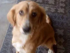 Cachorro raça Mestiça de Golden Retriever idade 7 a 11 meses nome Mel