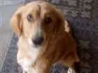 Cachorro raça Mestiça de Golden Retriever idade 7 a 11 meses nome Mel