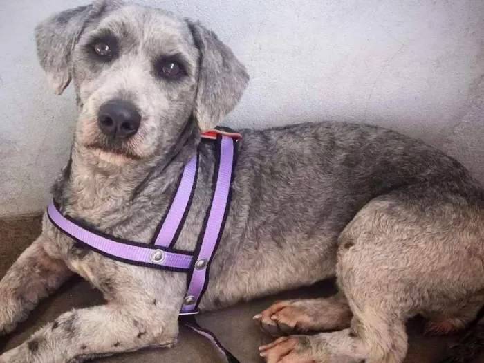 Cachorro ra a Srd idade 2 anos nome Mel